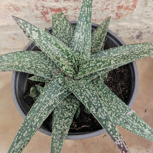 Gasteria Starship (1 Plant)