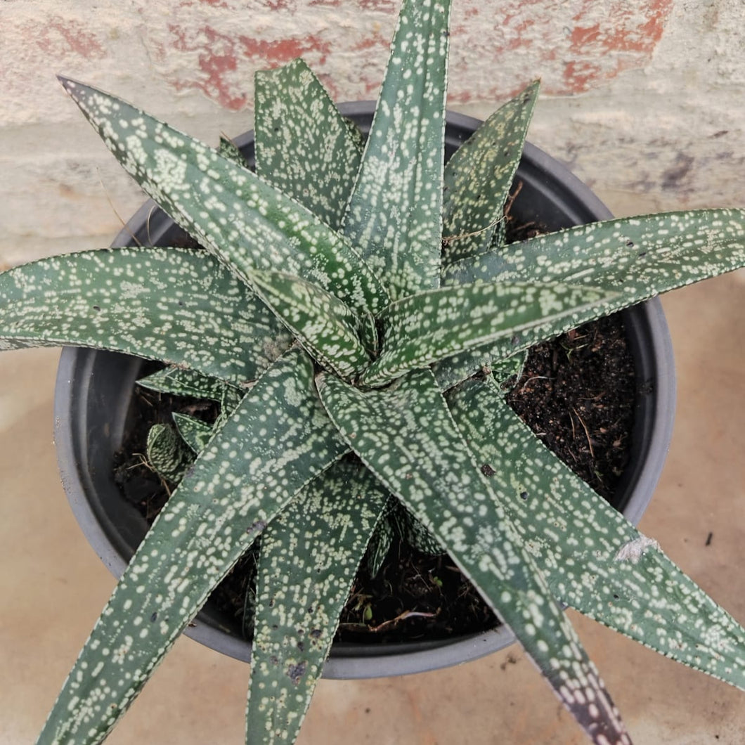 Gasteria Starship (1 Plant)