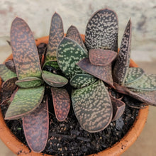 Load image into Gallery viewer, Gasteria  Little Vader (1 plant)
