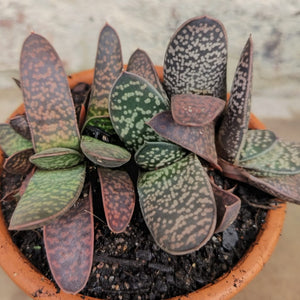 Gasteria  Little Vader (1 plant)