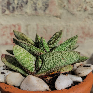 Gasteria Mint Jewel (1 Plant)