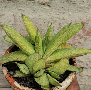 Gasteria  Yada Yada (1 plant)