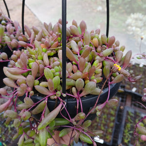 Planted Hanging basket (Othonna Capensis) - 16cm