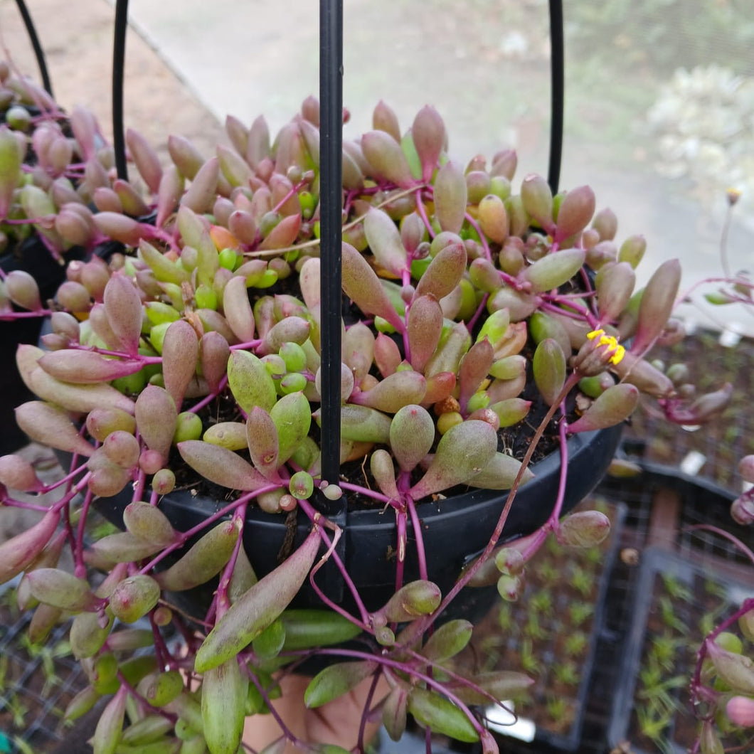 Planted Hanging basket (Othonna Capensis) - 16cm