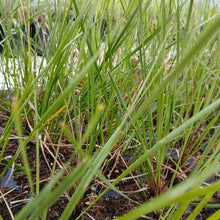 Load image into Gallery viewer, Lomandra Highlight Olive (1 plant)
