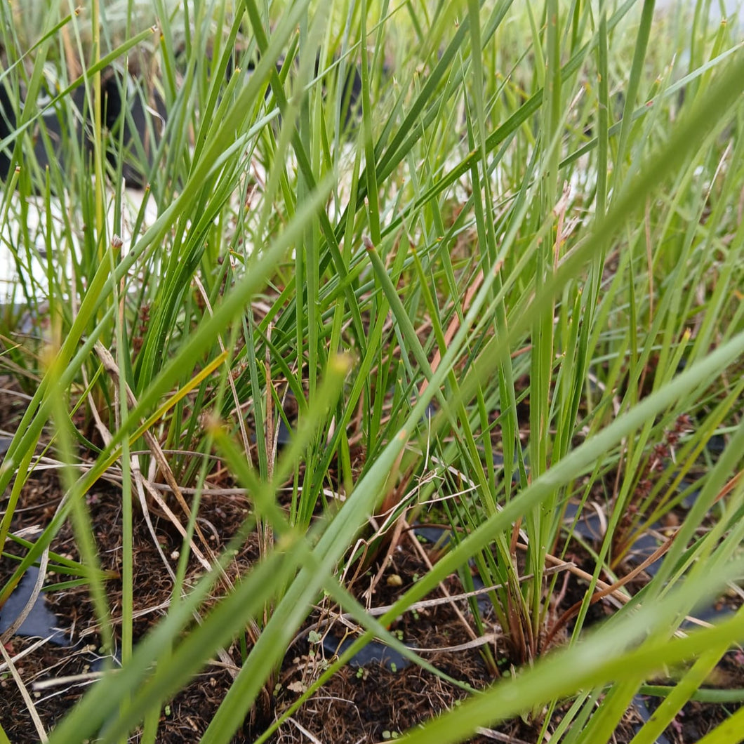 Lomandra Highlight Olive (1 plant)