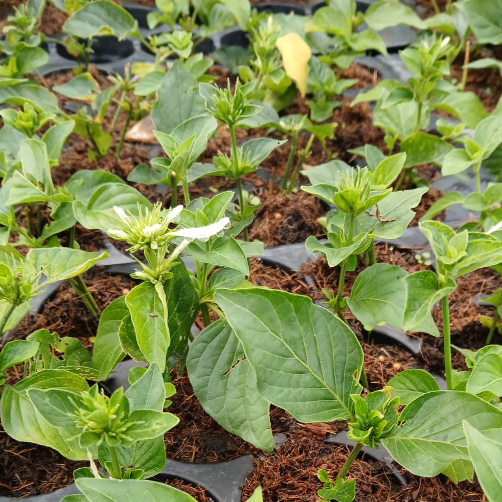 Hypostes aristata White (1 plant)