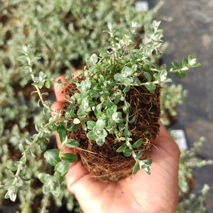 Helichrysum cymosum (1 Plant)
