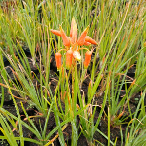 Aloe cooperii (3 Plants)
