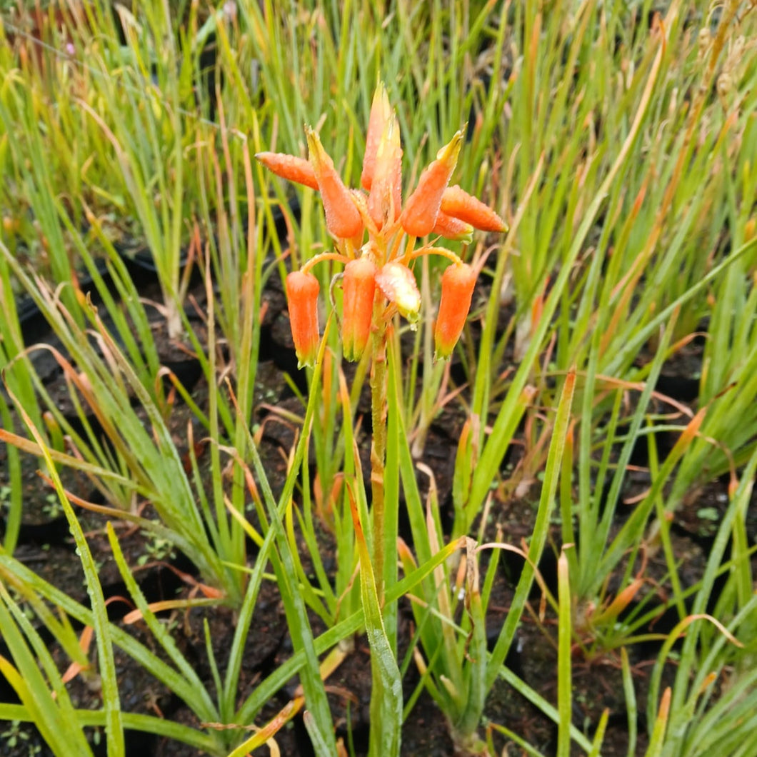 Aloe cooperii (3 Plants)