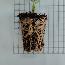 Load image into Gallery viewer, Aeonium arboreum Kiwi (3 Plants)
