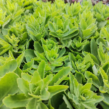 Load image into Gallery viewer, Sedum Autumn Joy (3 Plants)
