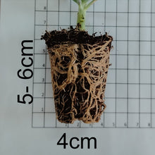 Load image into Gallery viewer, Aeonium sedifolium (3 Plants)
