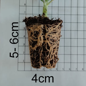 Aeonium sedifolium (3 Plants)