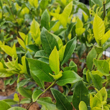 Load image into Gallery viewer, Gardenia augusta
