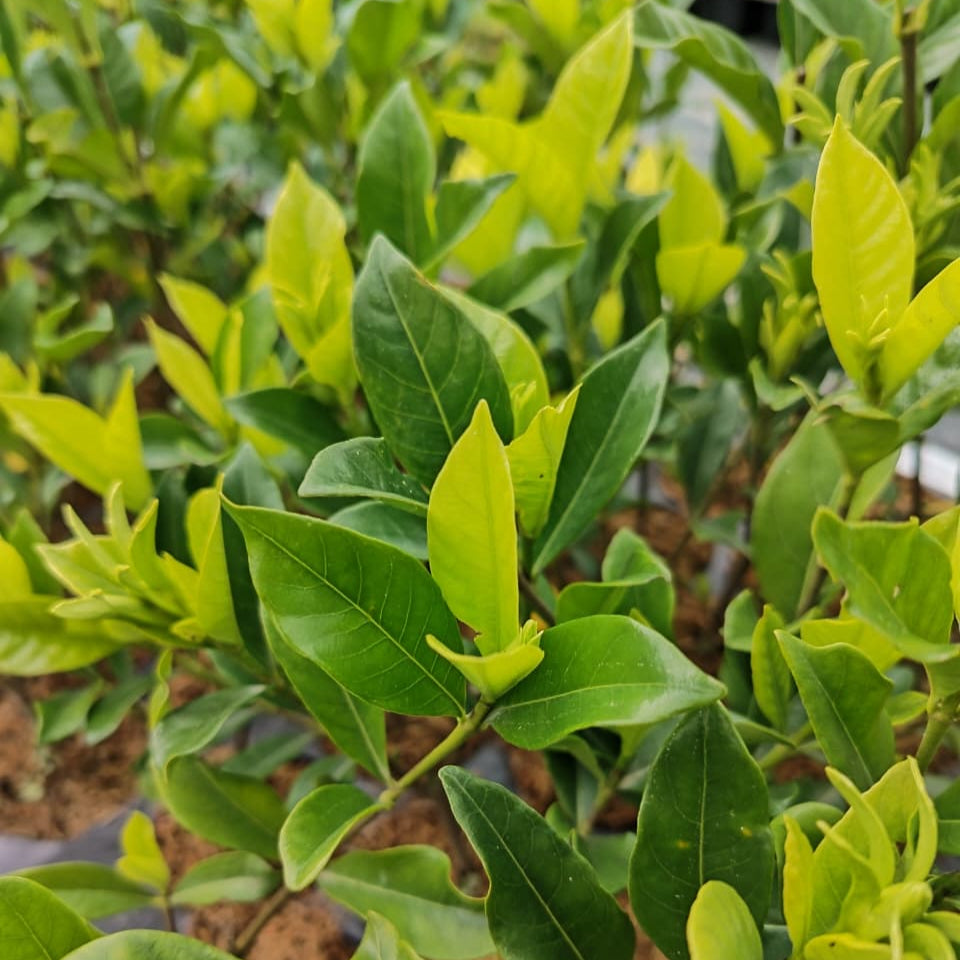 Gardenia augusta