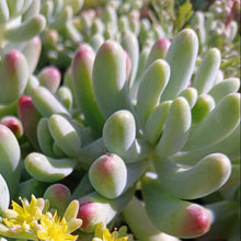 Load image into Gallery viewer, Sedum pachyphyllym (3 Plants)
