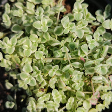 Load image into Gallery viewer, Crassula marginalis variegata (3 Plants)
