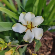 Load image into Gallery viewer, Gardenia Little sweetheart
