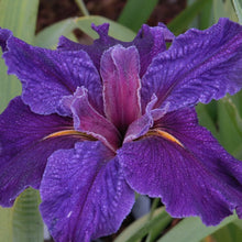 Load image into Gallery viewer, Louisiana Iris Inn Keeper
