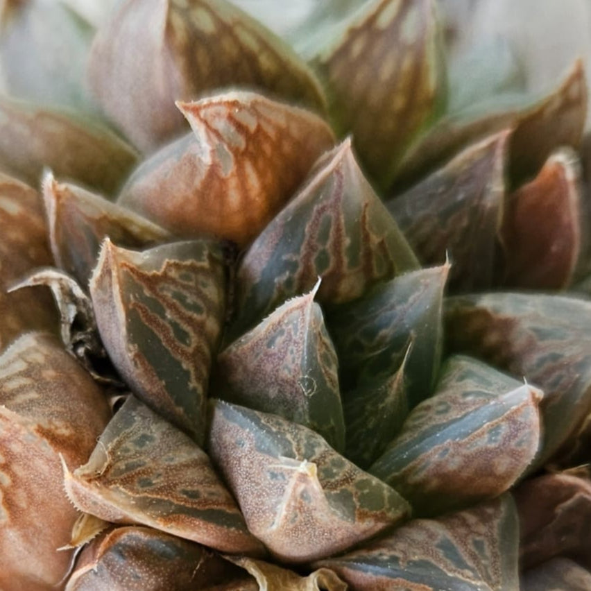 Haworthia Antique Windows (1 Plant)