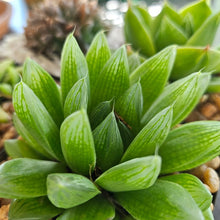 Load image into Gallery viewer, Haworthia Luscious Lime  (3 Plants)

