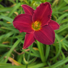Load image into Gallery viewer, Daylilies - Dark Avenger
