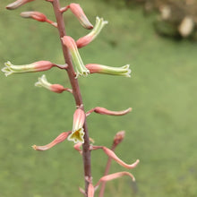 Load image into Gallery viewer, Gasteria Scorpio (3 Plants)

