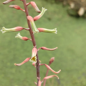 Gasteria Scorpio (3 Plants)