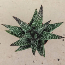 Load image into Gallery viewer, Gasteria Scorpio (3 Plants)
