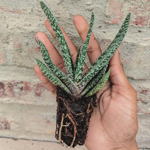 Gasteria Lizzie (3 Plants)