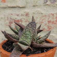 Load image into Gallery viewer, Gasteria  Little Vader (1 plant)
