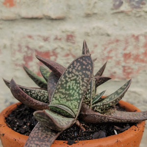 Gasteria  Little Vader (1 plant)