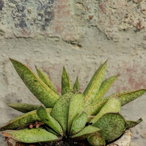 Gasteria  Yada Yada (1 plant)