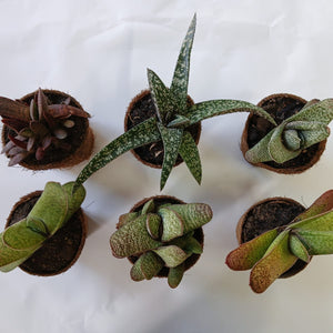 Gasteria Super Star Collection (6 Plants)
