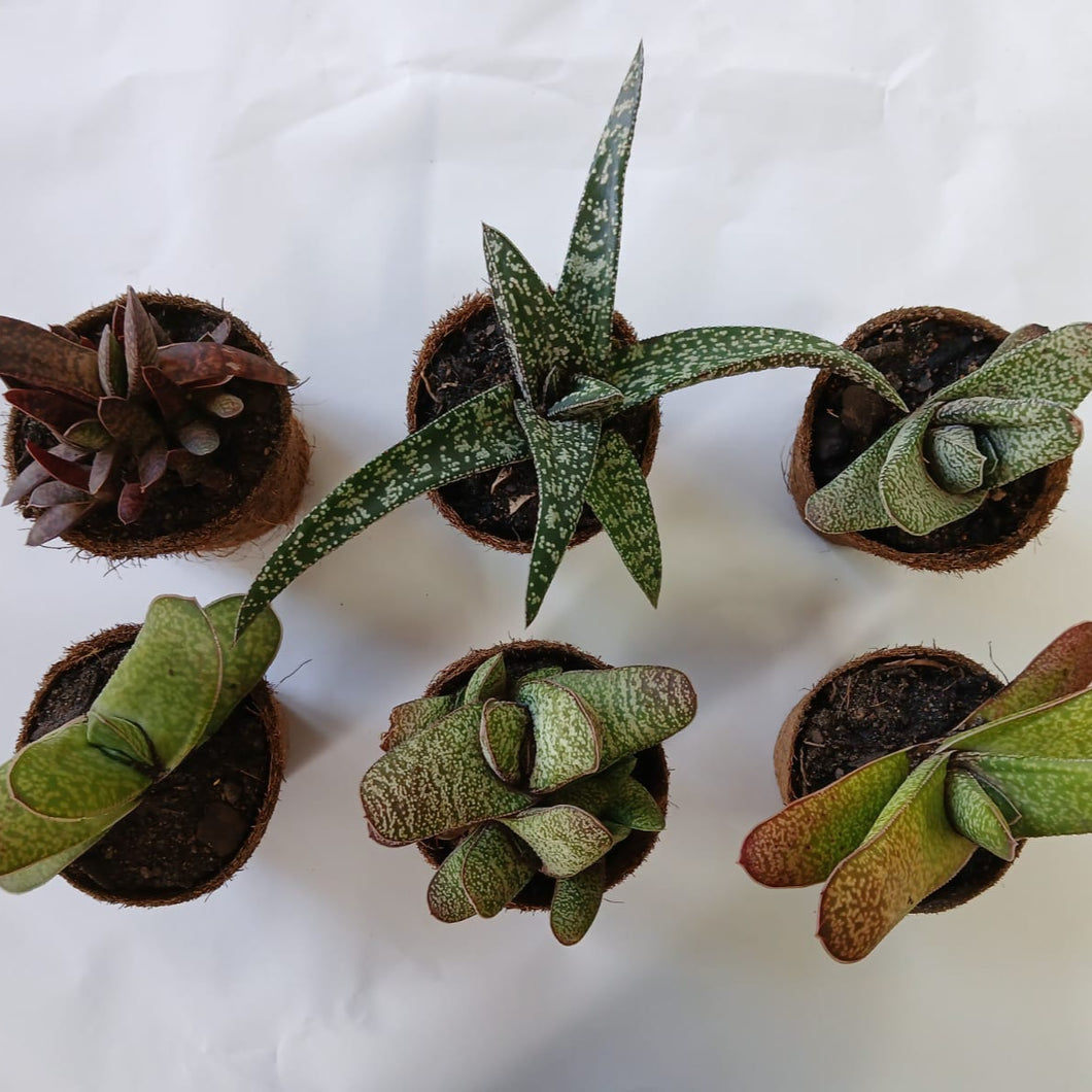 Gasteria Super Star Collection (6 Plants)
