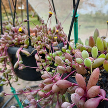 Load image into Gallery viewer, Planted Hanging basket (Othonna Capensis) - 16cm
