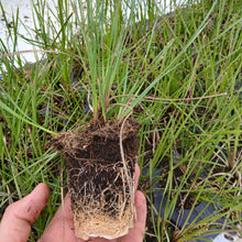 Load image into Gallery viewer, Lomandra Highlight Olive (1 plant)
