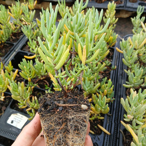 Lamparathus large Purple