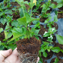 Load image into Gallery viewer, Hypostes aristata White (1 plant)
