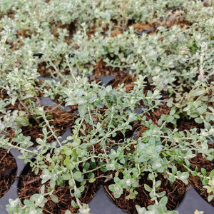 Helichrysum cymosum (1 Plant)