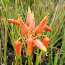 Load image into Gallery viewer, Aloe cooperii (3 Plants)
