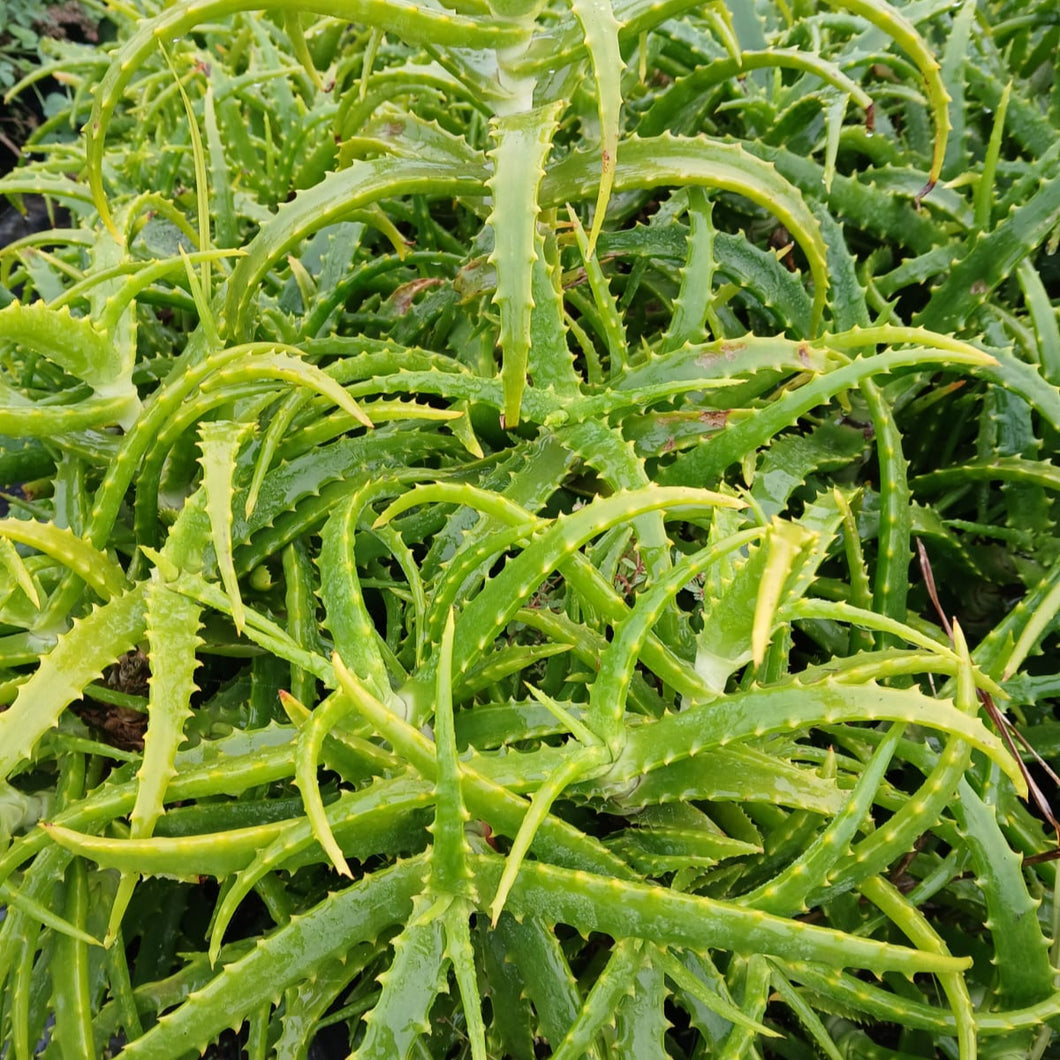 Aloe arborescens Phillip Le Roux (3 Plants)