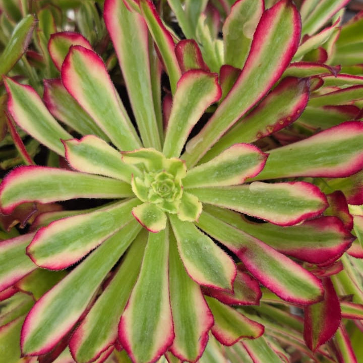 Aeonium Mardi Gras (1 Plants)