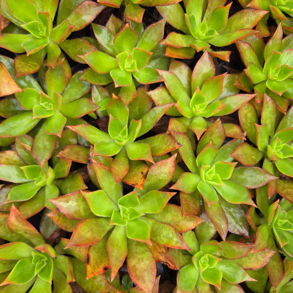 Aeonium leucoblepharum (3 Plants)