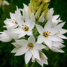 Load image into Gallery viewer, Ornithogalum thyrsoides Chinks
