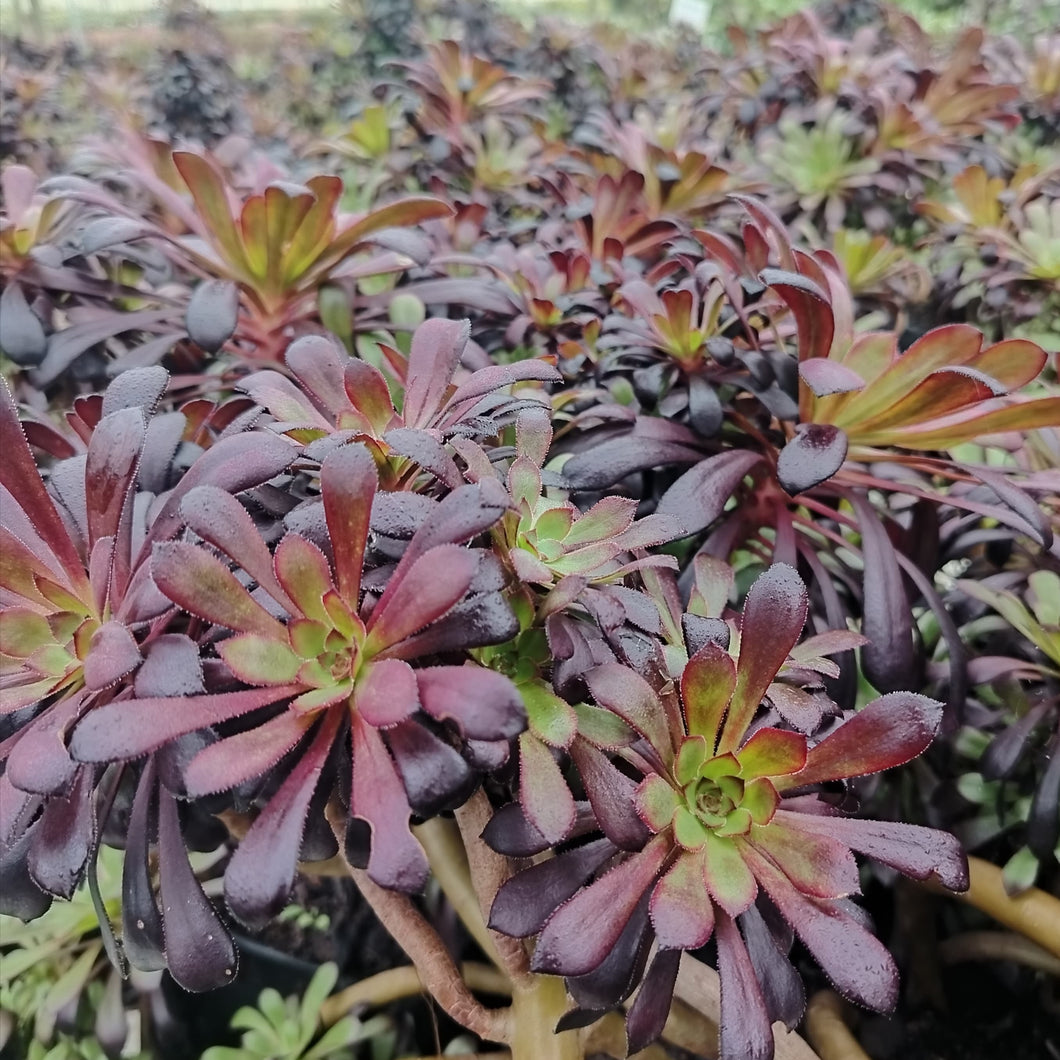 Aeonium Schwarzkopf (3 Plants)