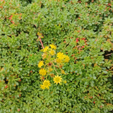 Load image into Gallery viewer, Aeonium sedifolium (3 Plants)
