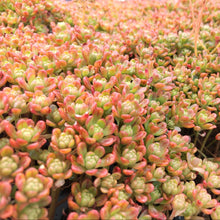 Load image into Gallery viewer, Aeonium sedifolium (3 Plants)

