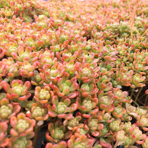 Aeonium sedifolium (3 Plants)